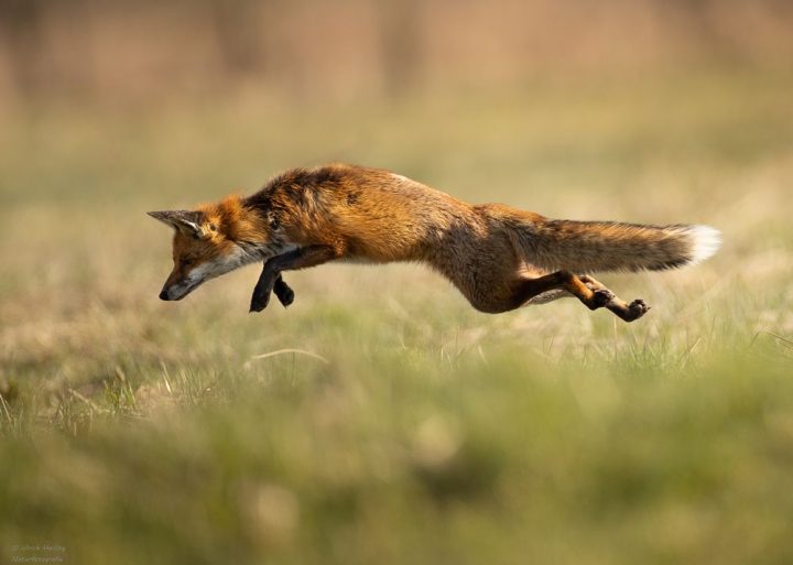 wie hoch springt ein fuchs