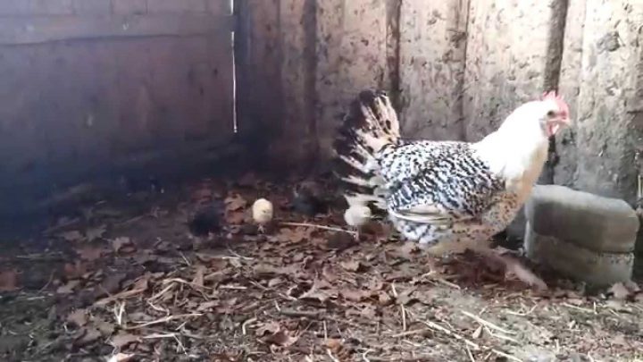 wann verlässt glucke mit küken das nest