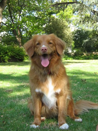 nova scotia duck tolling retriever krankheiten