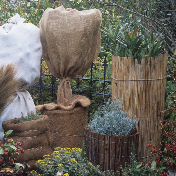 pfirsichblüten vor frost schützen