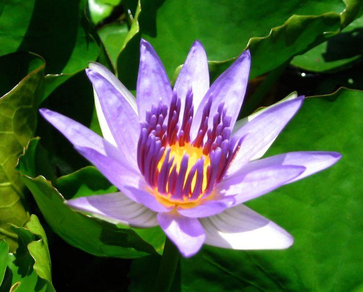 purified lotus flower water