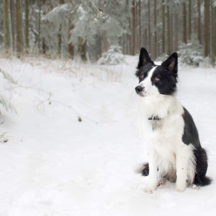 australian shepherd oder border collie