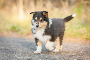 erwachsener collie zu verkaufen