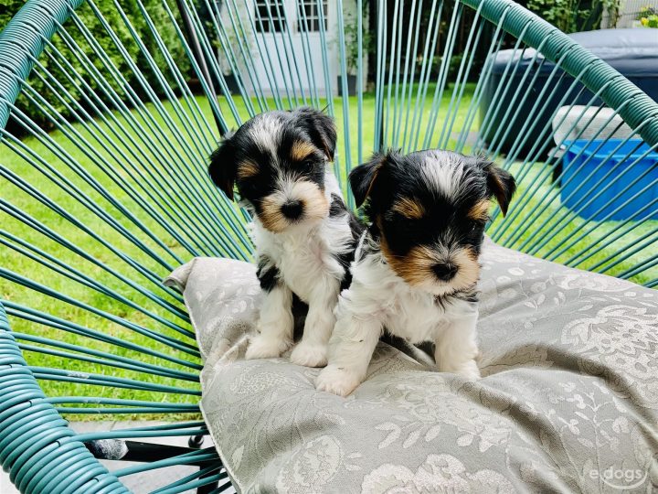 biewer yorkshire terrier züchter