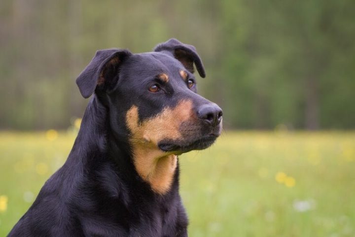 rottweiler labrador mix welpe