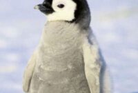 süße pinguine bilder