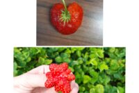 erdbeeren lustige bilder