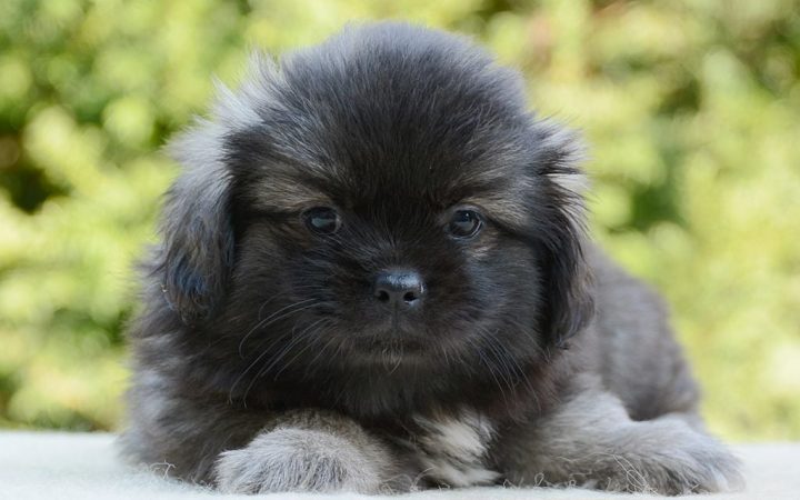 tibetan spaniel welpen