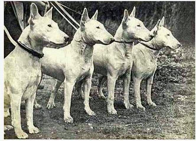 bullterrier vor 100 jahren