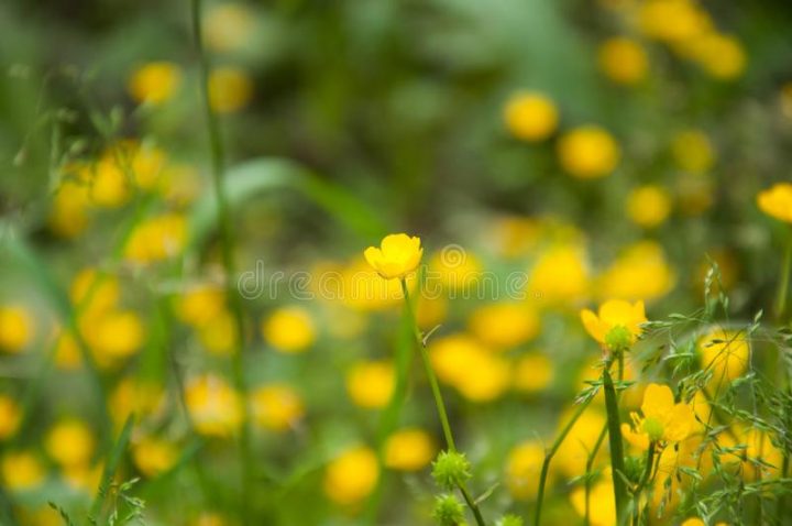 gelbe blumen auf dem rasen