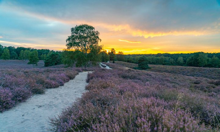 bewohner der lüneburger heide