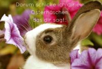 frohe ostern bilder lustig