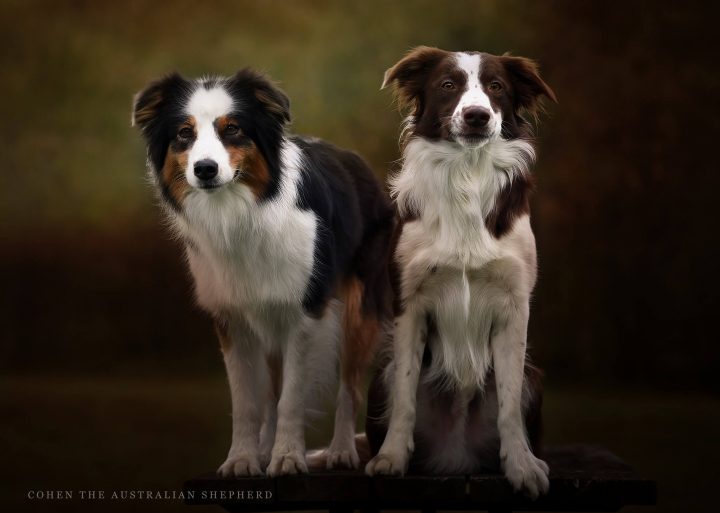 border collie oder australian shepherd