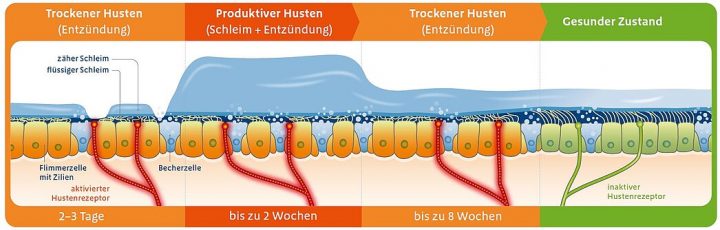 bronchipret und prospan zusammen