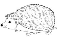 igel ausmalbild