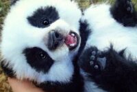 süße panda bilder