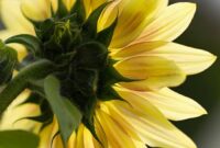 sonnenblume bilder gratis