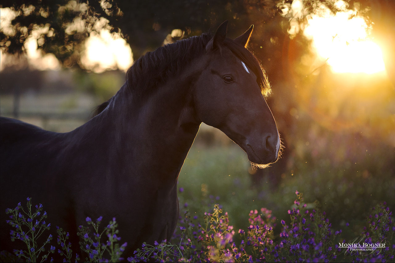 Pferde in der Natur - Monika Bogner Photography