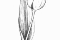 tulpe zeichnung