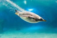 pinguine bilder kostenlos