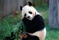 cute panda bilder