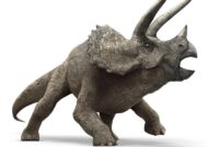 triceratops bilder