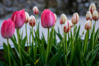 tulpen bilder zum ausdrucken