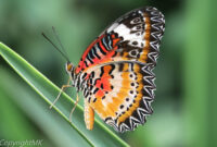 bilder schmetterling