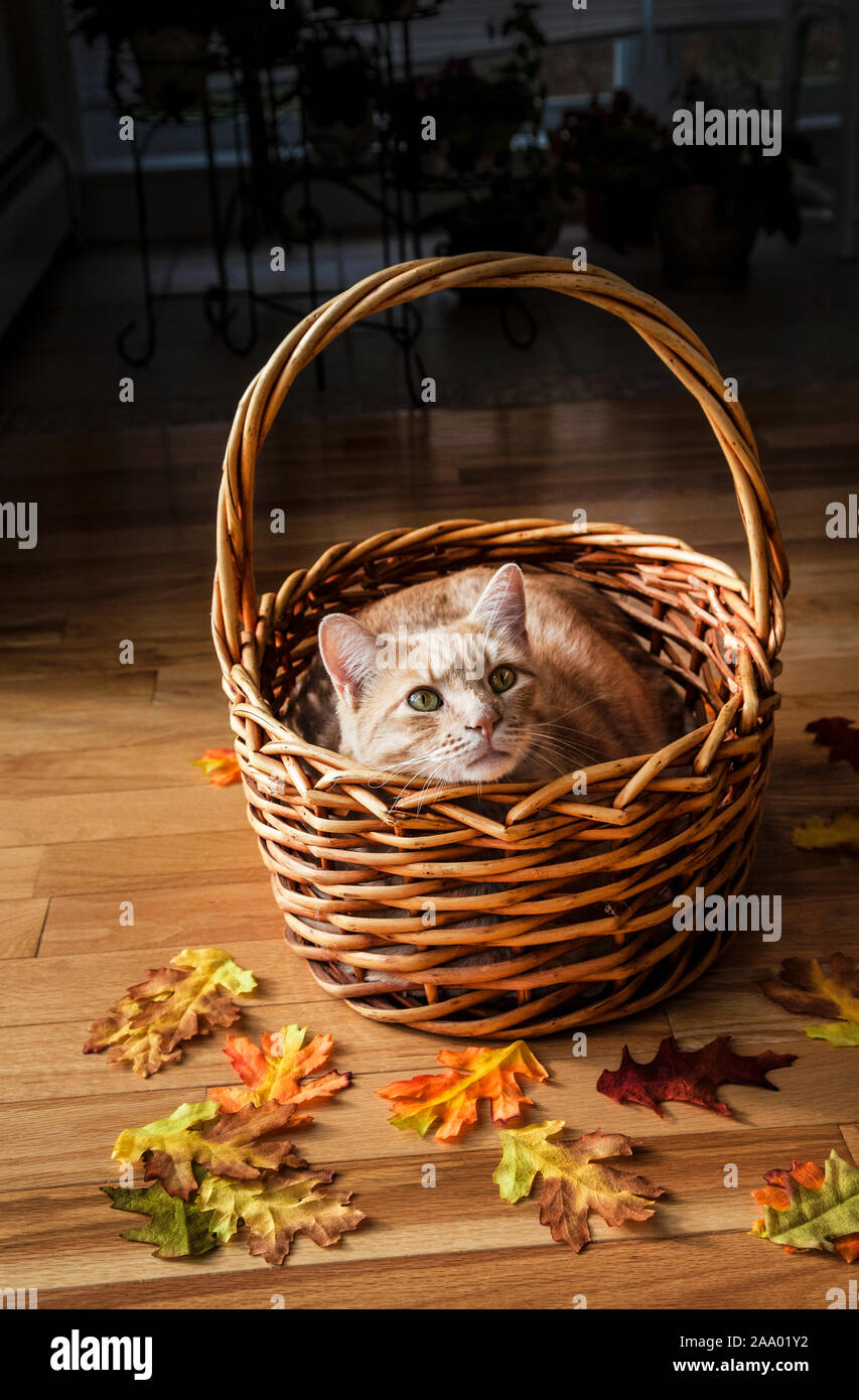 Herbstgrüße Lustige Herbstbilder Kostenlos - Basteln Im Herbst Mit