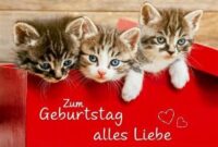 bilder geburtstag katzen