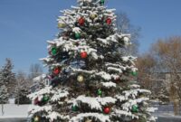 bilder tannenbaum