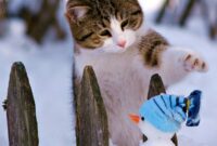 katze im schnee bilder