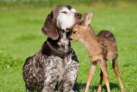 wunderschöne tierbilder