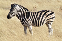 zebra bilder