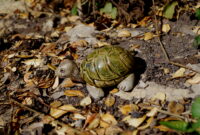 mini-schildkröte als haustier