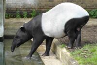 tapir bilder