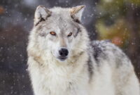 wolf bilder süß