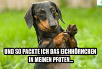 dackel lustige bilder