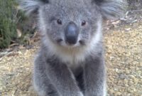 koala babys bilder