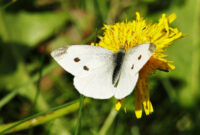 bild von schmetterling