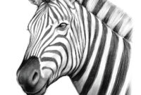 zebra zeichnungen