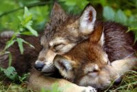 wolf babys bilder