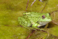 frosch bild kostenlos