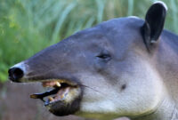 tapir bilder