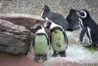 pinguine bilder lustig