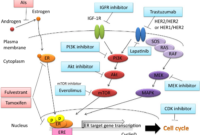 breast cancer hormonal therapy