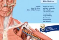 thieme atlas of anatomy pdf