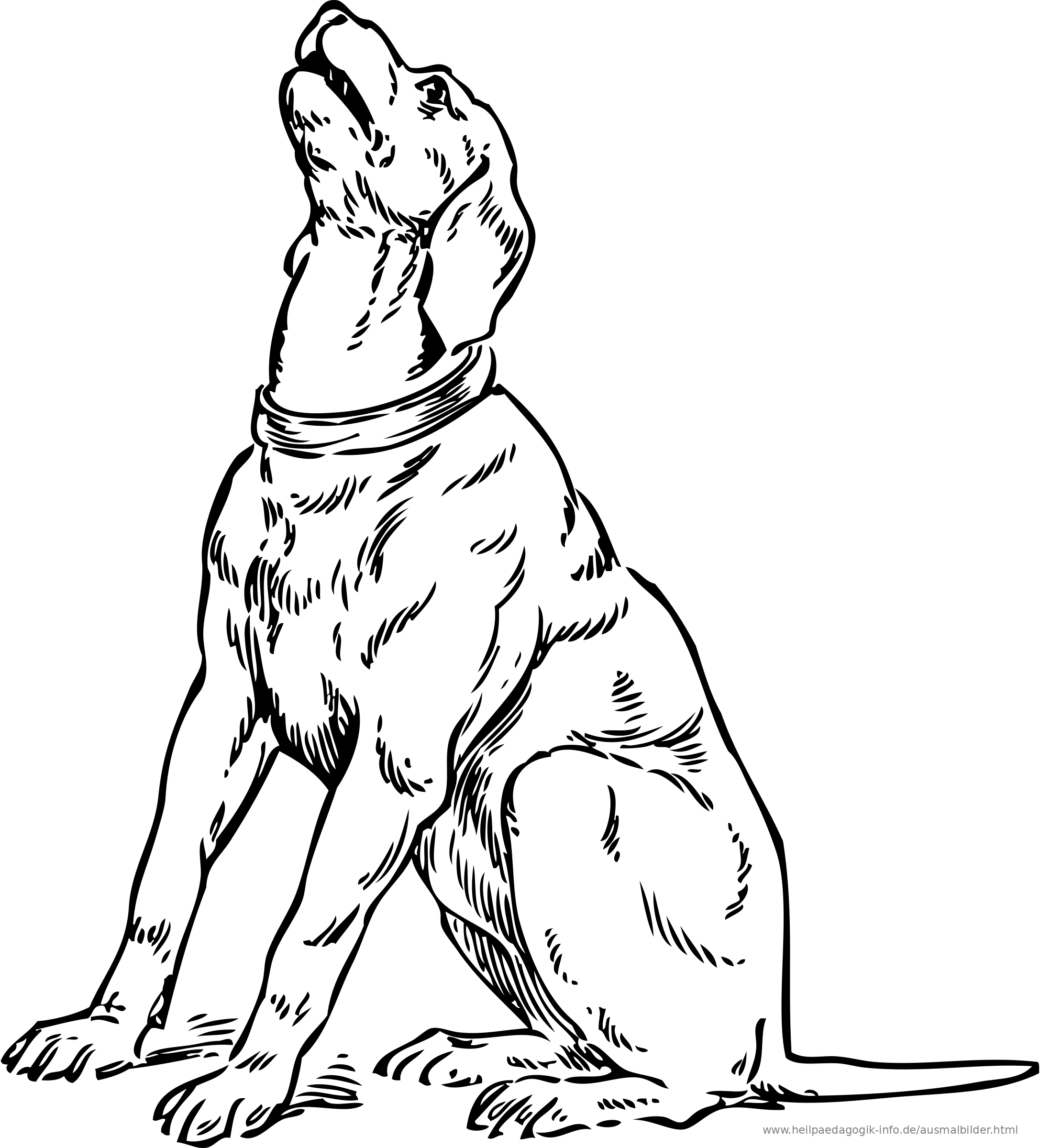 Ausmalbilder Hunde - Ausmalbilder Coloring Pages