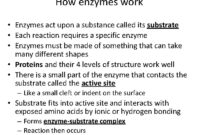 the substance enzymes act upon