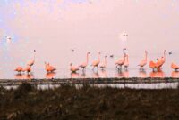 grevelingenmeer flamingo